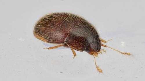 Nossidium pilosellum